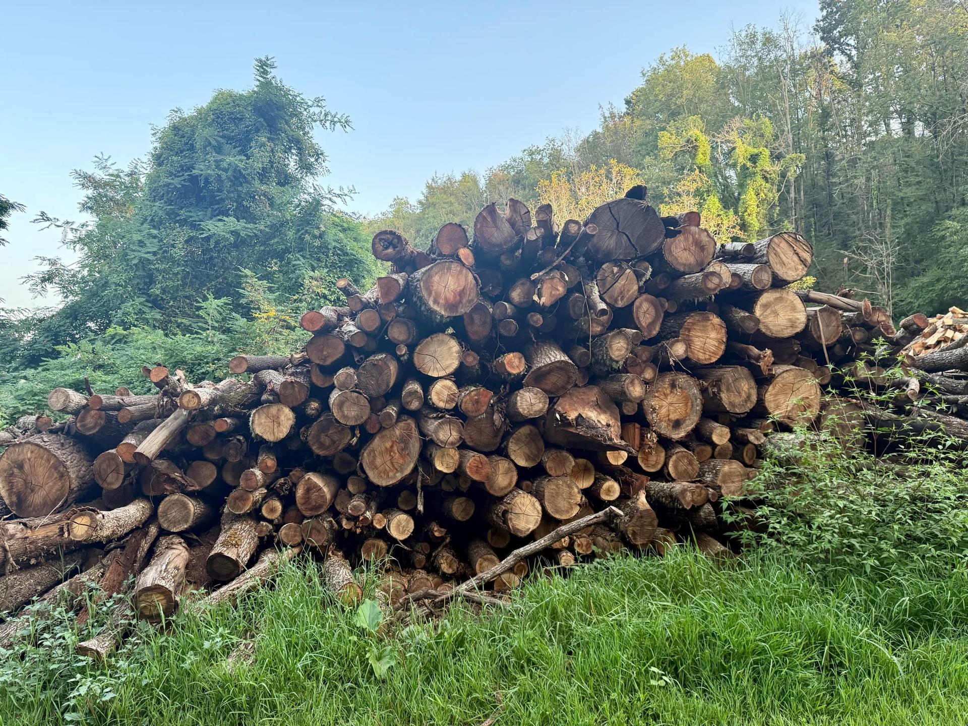 Tronchi appena tagliati nel bosco